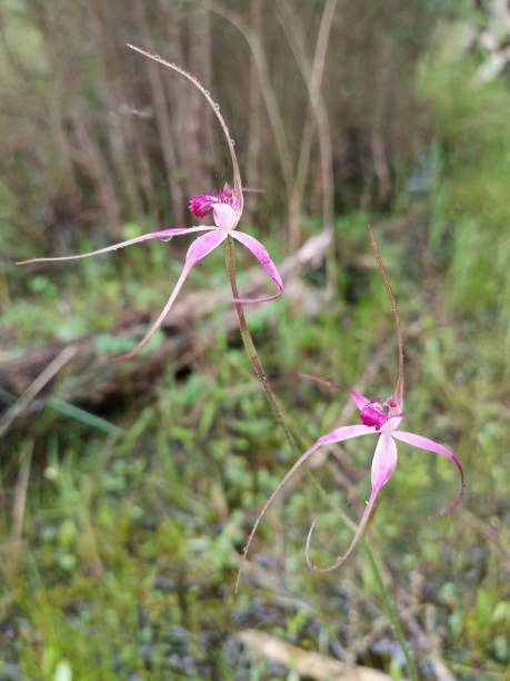 istock Caladenia harringtoniae - Pink Spider Orchid 1395891360