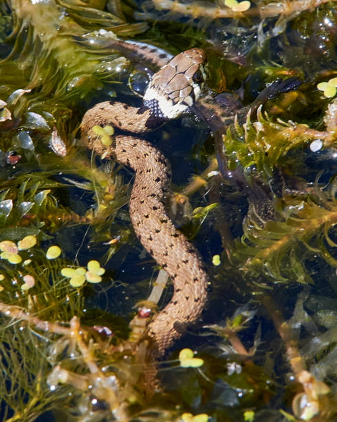 grass snake eating - water snake imagens e fotografias de stock