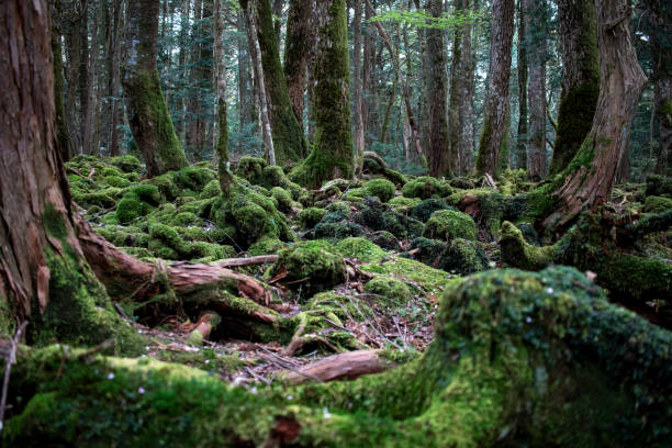 istock Deep forest of Mt. Fuji 1395891866