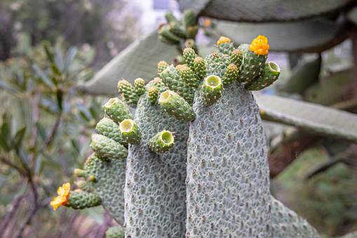 Opuntia Ficus Indica, the prickly pear. Ripe orange and yellow fruits of cactus and green thick leaves with needles