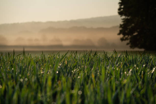 Cultivated fields in the valley in the early morning