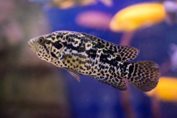 istock Tropical fish in tank 1395892773