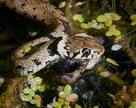 Juvenile Grass Snake catching and eating a Newt in a garden pond in Early May, 2022