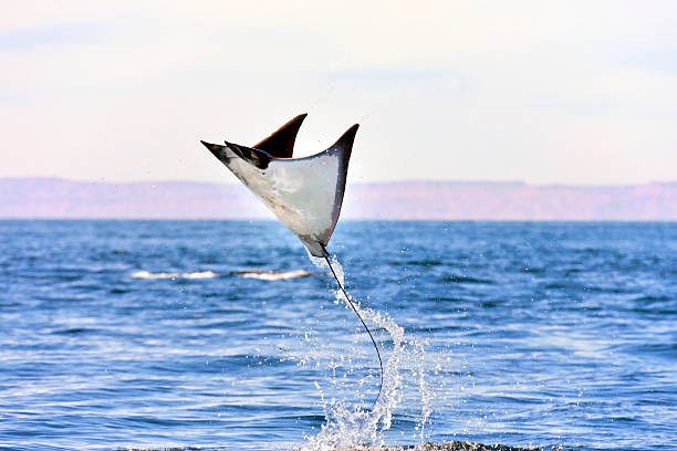 Flying Manta A Mobula Ray, also called Manta Cubana, is flying over the Sea of Cortez near Espiritu Santo Island, La Paz, Baja California Sur, Mexico. sea of cortes stock pictures, royalty-free photos & images