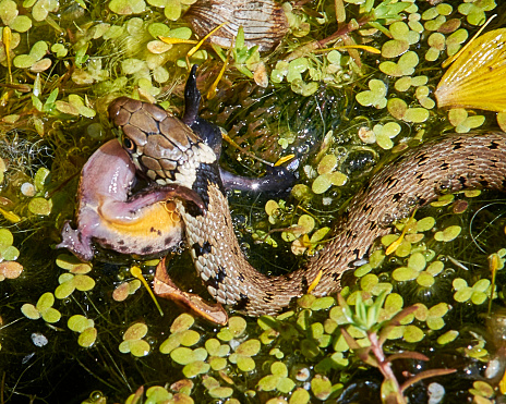 Juvenile Grass Snake catching and eating a Newt in a garden pond in Early May, 2022