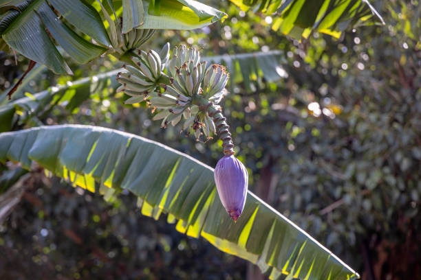 Flower and fruit on a banana palm tree in a public park in Santa Cruz which is the main city on the Spanish Canary Island Tenerife - the banana is not a real palm in botany but in every day language it is