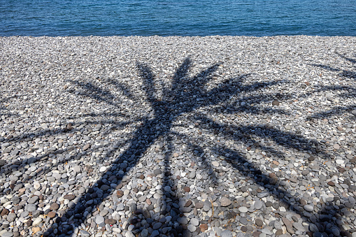 Shadow of a palm tree on a rocky beach at Playa de las Americas which is a popular tourist location on the south coast of the Spanish Canary Island Tenerife.