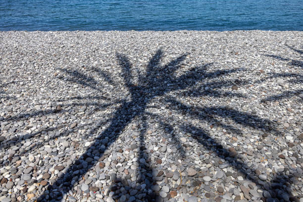 shadow of a palm tree on a rocky beach - playa de las américas imagens e fotografias de stock