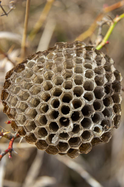 istock abandoned paper wasp nest on dry grass in meadows 1395893862