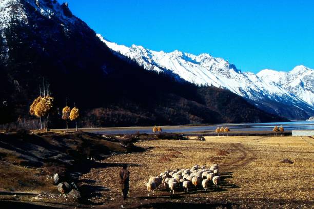 istock The sheep on the way home by Ranwu Lake 1395893876