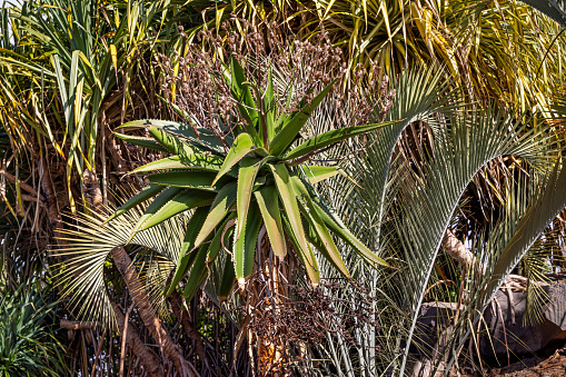 Palm tree  Garden of the closed house  Bretagne Finistère