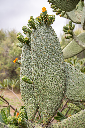 Fig cactus called bunny ears or in latin Opuntia microdasys originates from Mexico but is used in public parks in Santa Cruz which is the main city on the Spanish Canary Island Tenerife