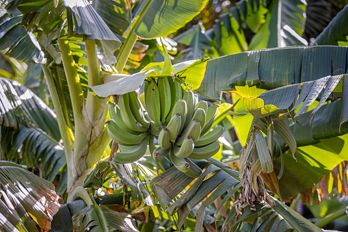 Flower and fruit on a banana palm tree in a public park in Santa Cruz which is the main city on the Spanish Canary Island Tenerife - the banana is not a real palm in botany but in every day language it is