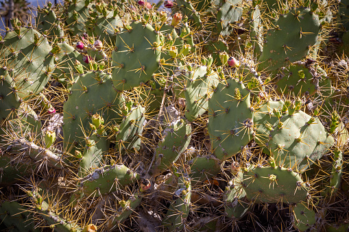 Close up of a common fig cactus or opuntia at the beach at Playa de las Americas which is a popular tourist location on the south coast of the Spanish Canary Island Tenerife.