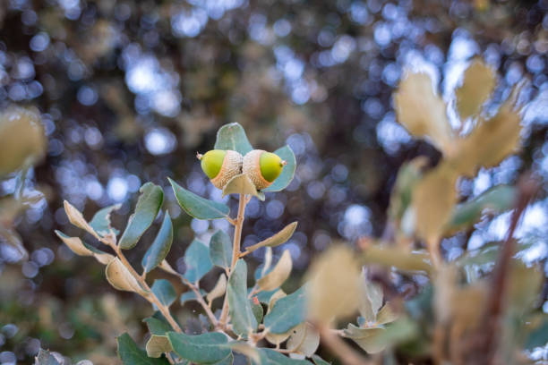 Two acorns on the branch of a young oak tree with an unfocused background.