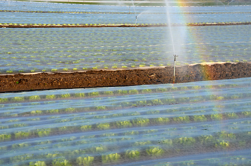 farmers protect cultivated vegetables and potatoes from spring frosts with a white light fabric. over this substance, the geotextile is watered by sprayers because it prevents water from evaporating, cultivation