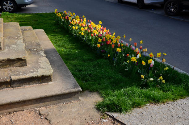 istock the meadow formed by tulips and muscari is densely overgrown serves as a replacement for flower beds in the lawn that bloom in spring and then normally mows and keeps it like a meadow 1395898358