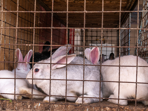Rabbits in a cage with metal bars at the agricultural market. Agriculture. Farm production of dietary meat.