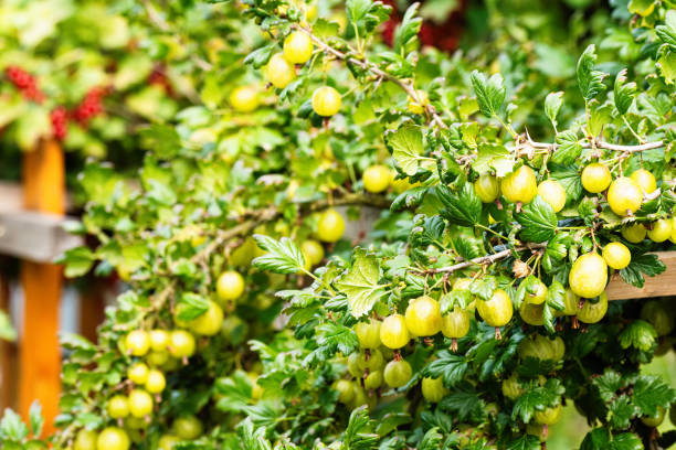 自家製庭園の熟した緑のグースベリー。天然フルーツの新鮮な束。 - gooseberry fruit growth green ストックフォトと画像