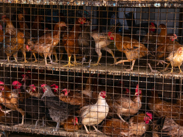 istock Red chickens in a dirty cage behind an iron grate. 1395900023