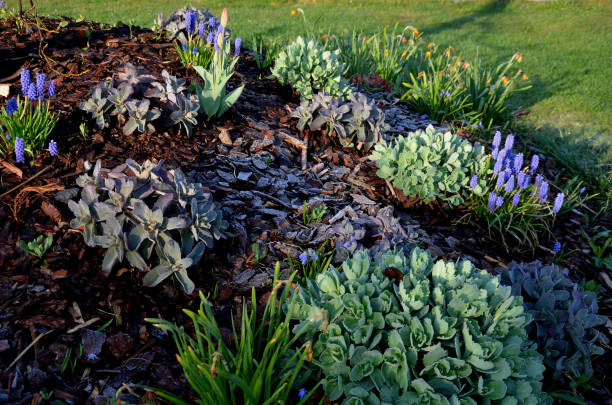 trees planted on small circular hills. they are planted with perennials and mulched bark. circle flowerbed with flowering bulbs of bright colors in the tiles trees planted on small circular hills. they are planted with perennials and mulched bark. circle flowerbed with flowering bulbs of bright colors in the tiles, sedum telephium, musacari commosum, amelanchier leavis, mulch hyacinth red stock pictures, royalty-free photos & images