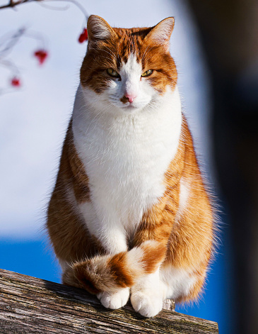 sitting cat while resting