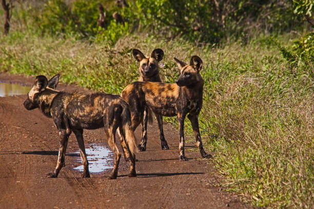 istock African Wild Dog (Lycaon pictus) 15256 1395902216