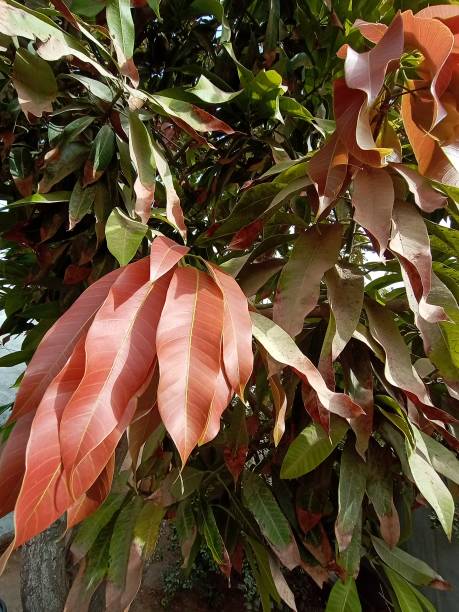 istock Colorful leaves 1395905394