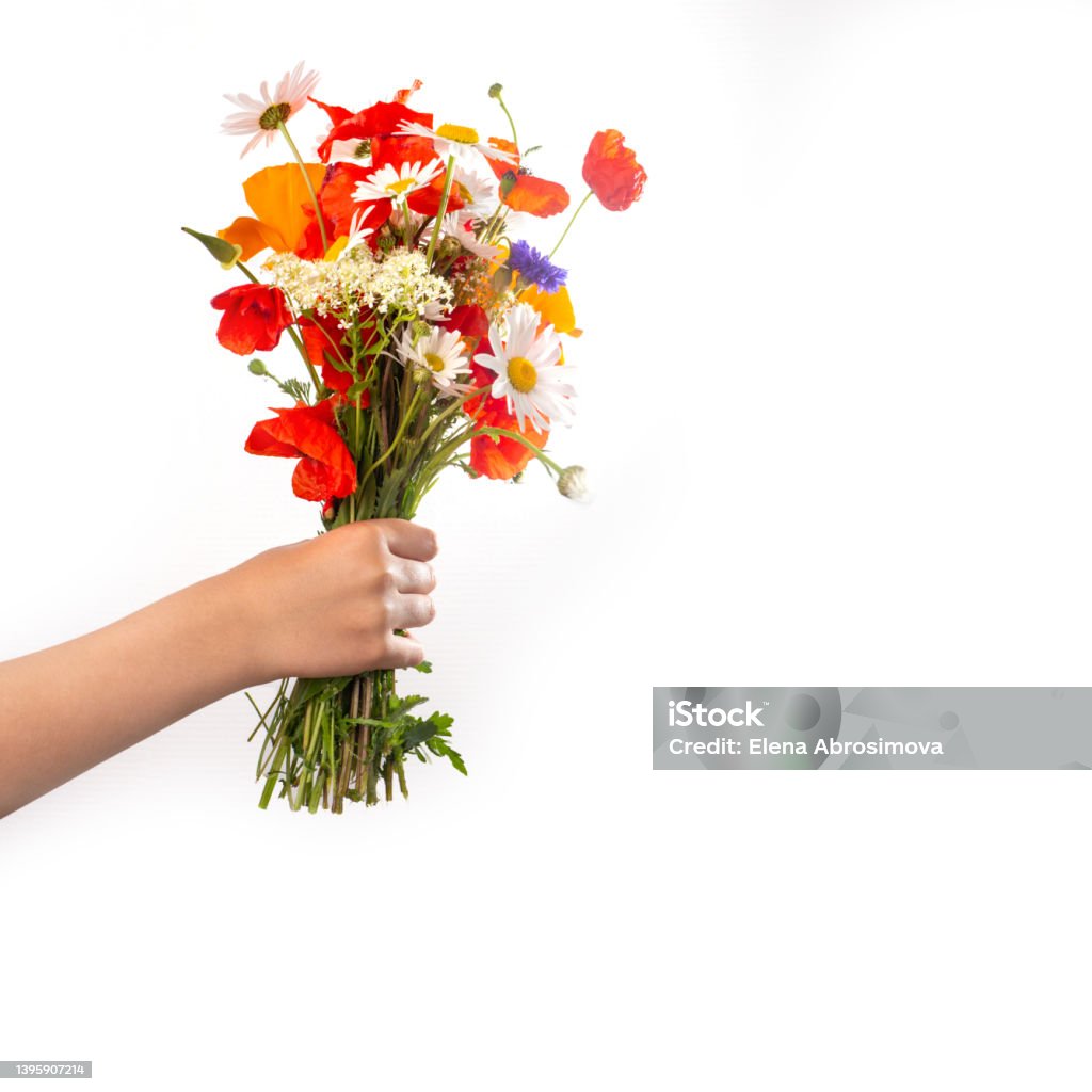 Wild Flower bouquet for Mother Day in hand Wild Flower bouquet for Mother Day in hand, simple blooming summer lifestyle, isolated on white Bouquet Stock Photo