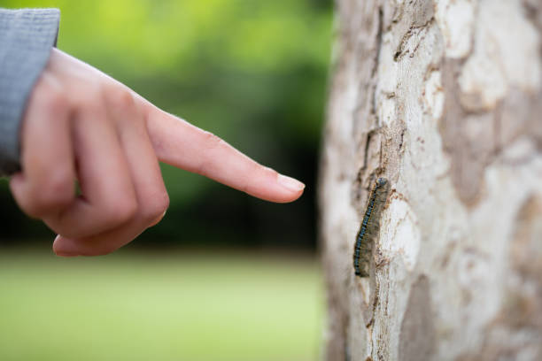 Child's hand pointing at a caterpillar