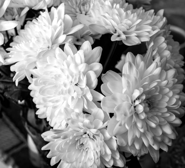istock delicate fresh white chrysanthemums macro, soft focus 1395908477