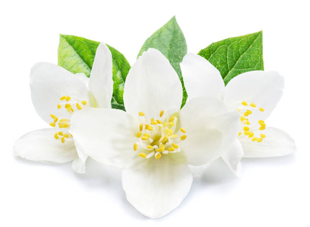 istock Blooming jasmine flowers isolated on white background. 1395908878