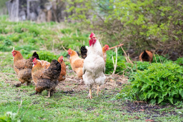 istock Rooster and Chickens. Free Range Cock and Hens 1395908978