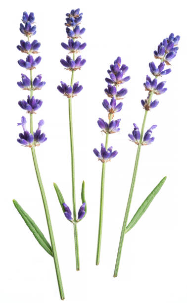 istock Several lavandula or lavender flowers isolated on white background. 1395909036