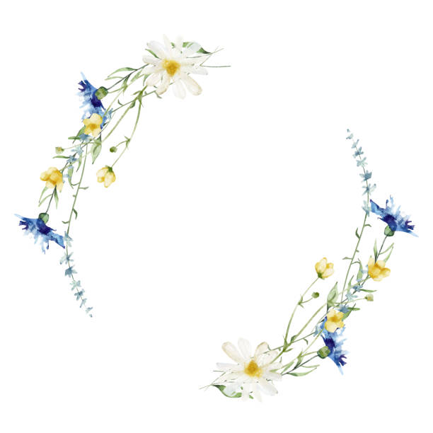 Watercolor painted floral wreath on white background. Yellow, blue, white wild flowers. Vector illustration. Watercolor painted floral wreath on white background. Yellow, blue, white wild flowers. Cornflowers, chamomiles. buttercups. ircular shape frame. Traced vector illustration. blue flowers stock illustrations