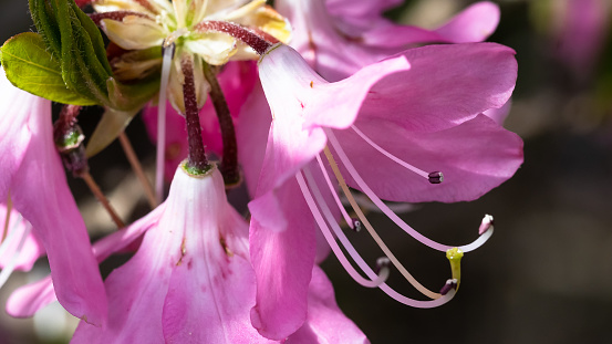 Beautiful Azalea Blooming Along the Blue Ridge Parkway