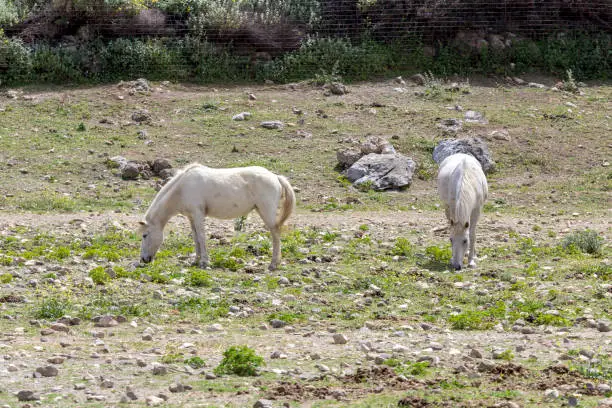 Photo of Little horse of Skyros (Equus Cabalus Skyriano) smallest breed in the world (Greece)