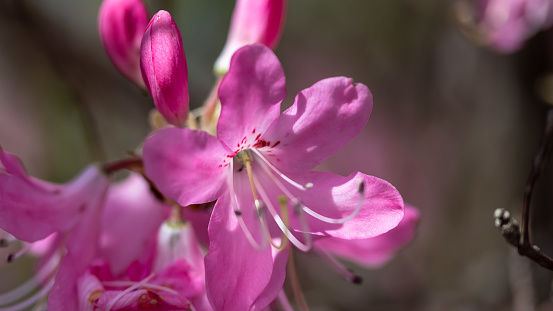 Beautiful Azalea Blooming Along the Blue Ridge Parkway