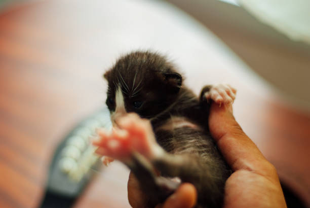 istock new born cat baby 1395910565