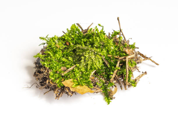 istock green moss on a white isolated background 1395910695