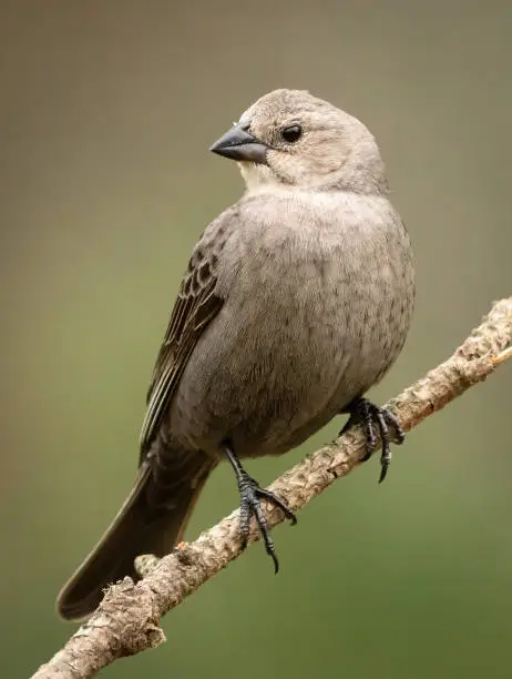 A female Brown-headed Cowbird on a perch overlooking some feeders.