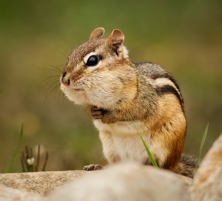 An Eastern Chipmunk seems to be contemplating its next move.