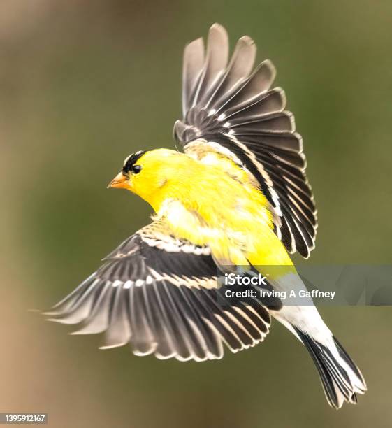 American Goldfinch Stock Photo - Download Image Now - Gold Finch, American Goldfinch, USA