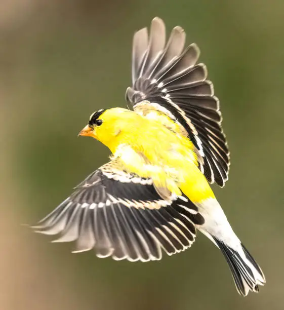 A male American Goldfinch prepares to land on a feeder.