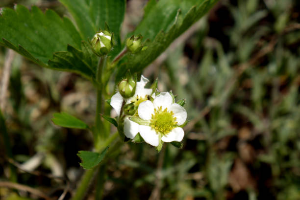 istock Flower of wild strawberry 1395912320