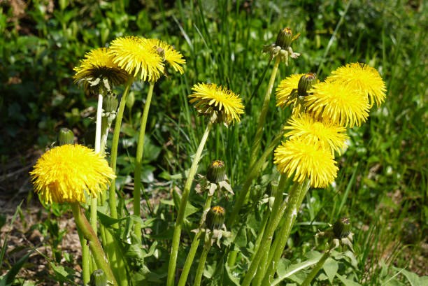 istock Dandelions growing on the lawn 1395913053