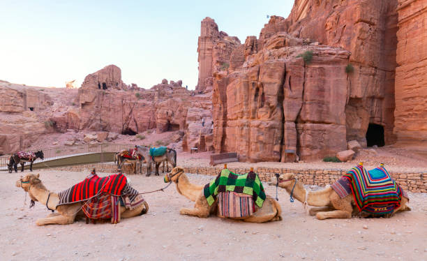 wielbłąd w petrze, jordania. duże zwierzęta czerwona kamienna skała. skarbiec al-khazneh, kamienny kamień historyczny w petrze. wielbłąd podróżuje jordania, wakacje w arabii. kamienny skalny czerwony krajobraz stanowisko archeologiczne - jordan camel wadi rum arabia zdjęcia i obrazy z banku zdjęć