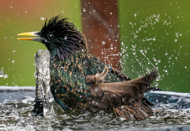 istock American Robin takes a bath 1395913345