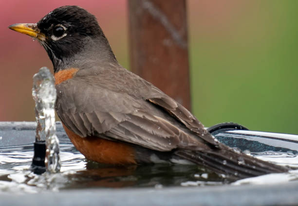 istock American Robin takes a bath 1395913356
