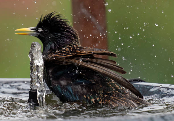 istock American Robin takes a bath 1395913364